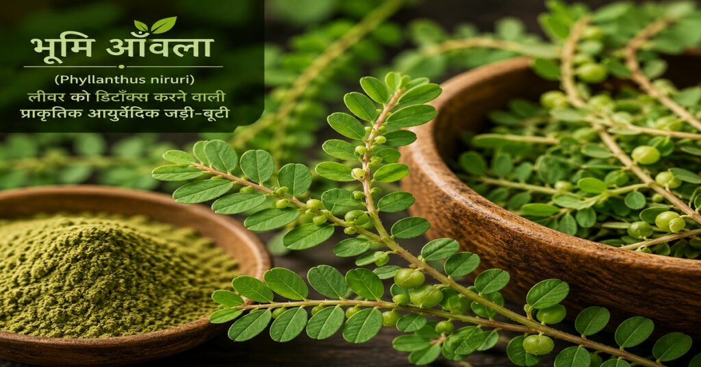 भूमि आँवला — आयुर्वेद का हेपेटाइटिस रोधी रत्न