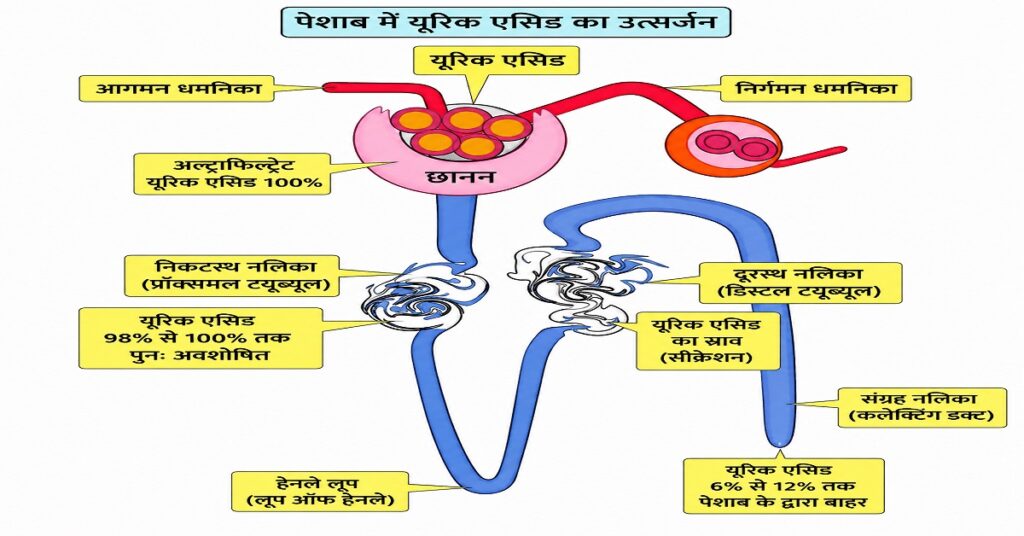 यूरिक एसिड क्या होता है?