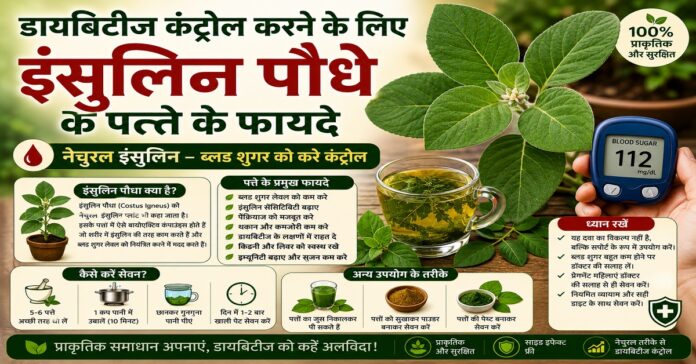 डायबिटीज कंट्रोल करने के लिए इंसुलिन पौधे के पत्ते के फायदे