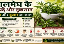 कालमेघ के फायदे और नुकसान: लीवर और बुखार का काल कालमेघ के फायदे और नुकसान: लीवर और बुखार का काल