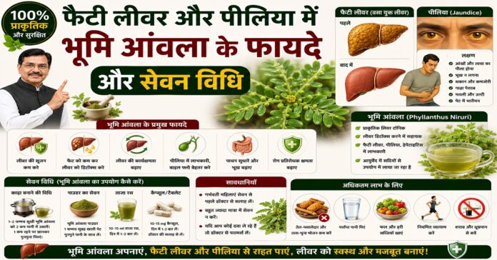 फैटी लीवर और पीलिया में भूमि आंवला के फायदे और सेवन विधि